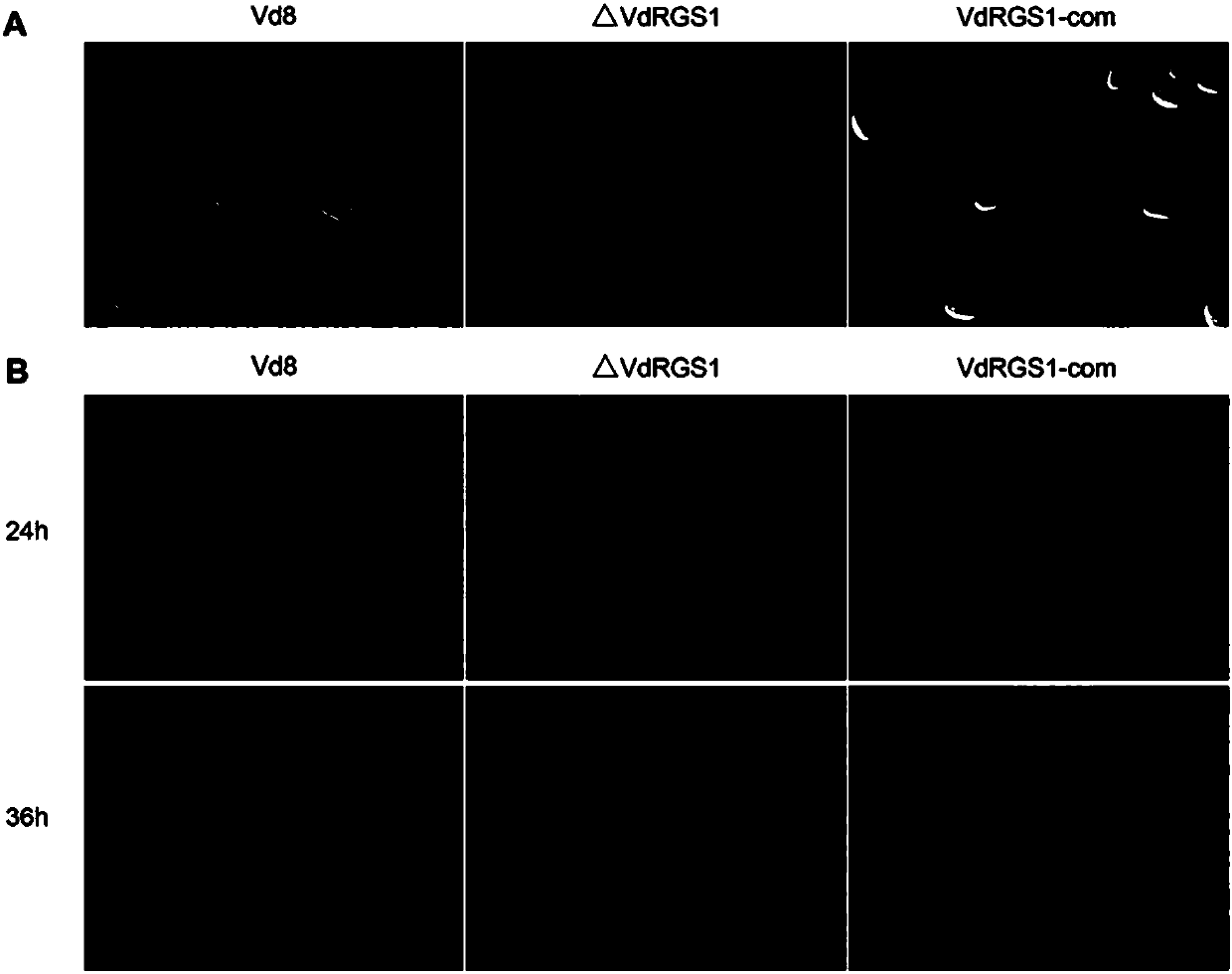 Method for remarkably improving resistance of cotton to greensickness through verticillium dahlia interference VdRGS1 gene expression