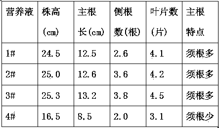 Broomcorn floating-seedling nutrient solution and application thereof