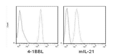Artificial antigen presenting cell and application thereof in NK (natural killer) cell amplification