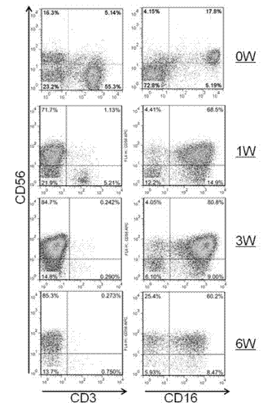 Artificial antigen presenting cell and application thereof in NK (natural killer) cell amplification