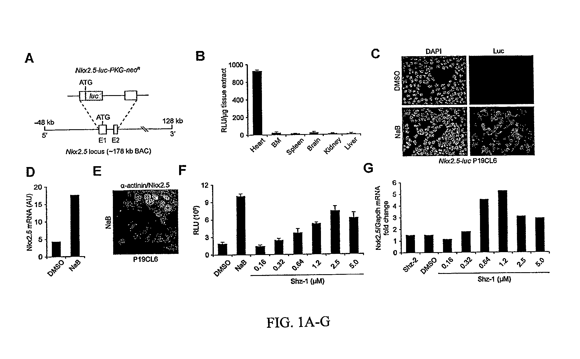 Stem cell differentiating agents and uses therefor