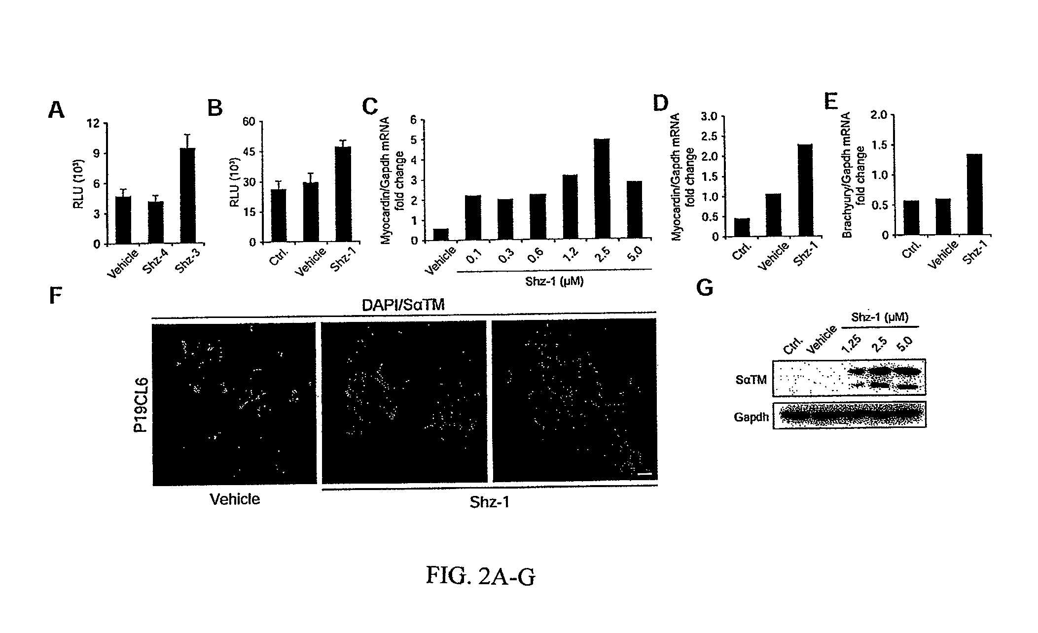 Stem cell differentiating agents and uses therefor