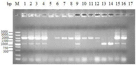 Construction of a high-yielding l-serine recombinant Corynebacterium glutamicum and its fermentation method