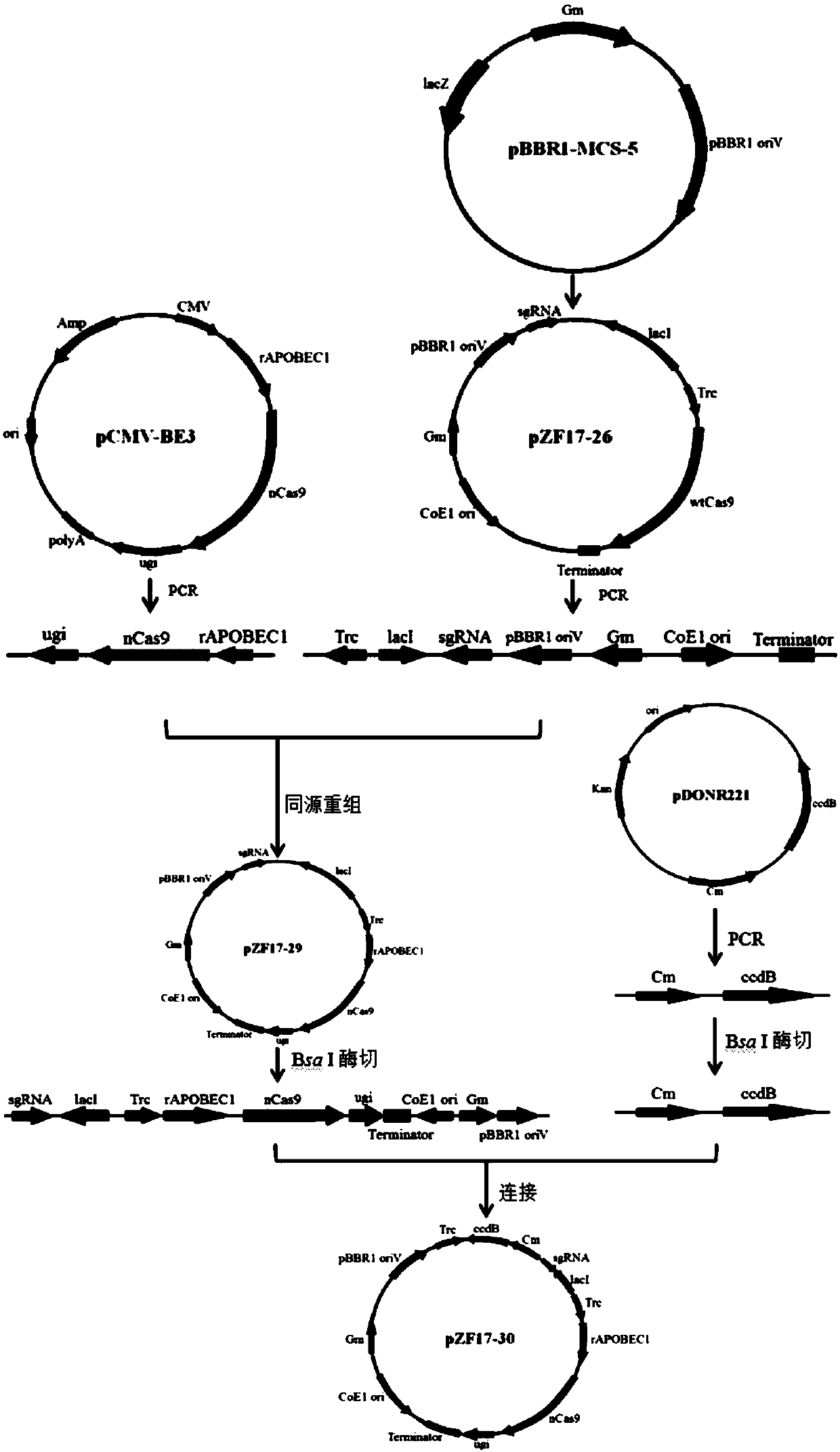 Plasmid pZF17-30 for constructing Brucella mutant strain, construction method of plasmid and application of plasmid
