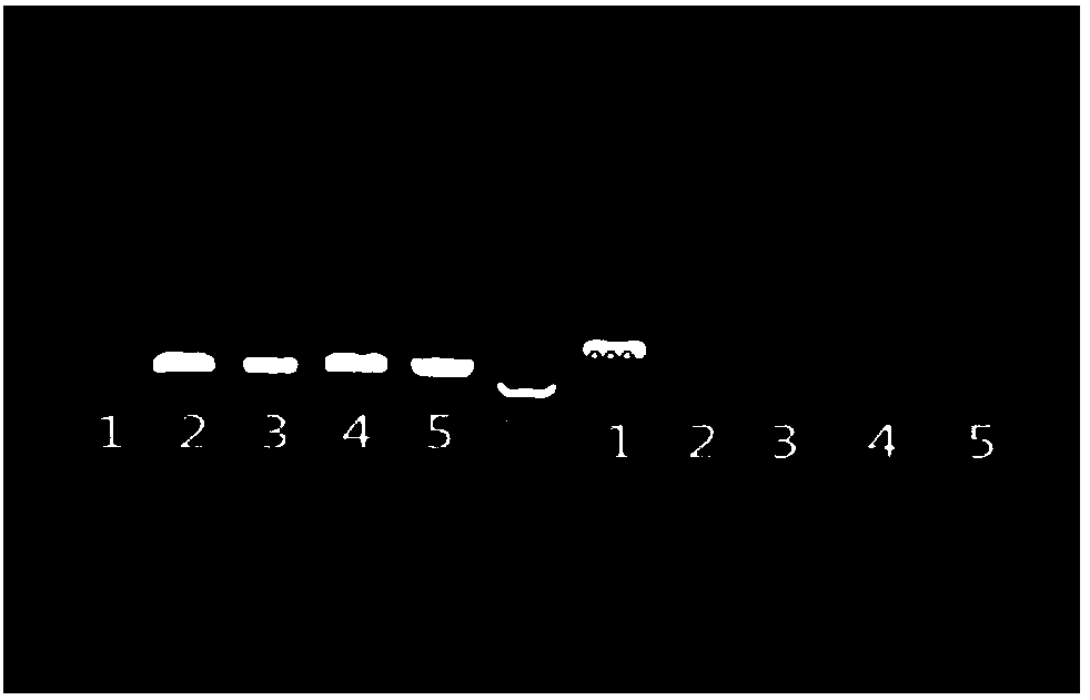 Streptococcus pneumoniae deficient in LytR function, vaccine and preparation method and application thereof