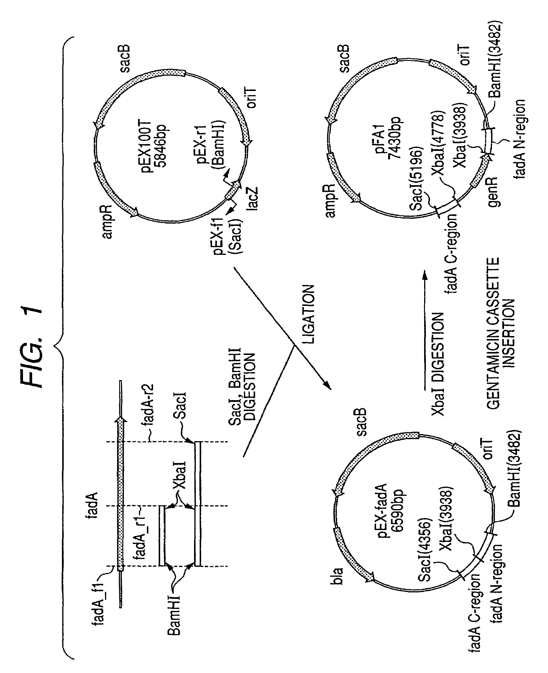 Acetyl-CoA acyltransferase gene disrupted bacterium for producing polyhydroxyalkanoate and method for producing polyhydroxyalkanoate using the same
