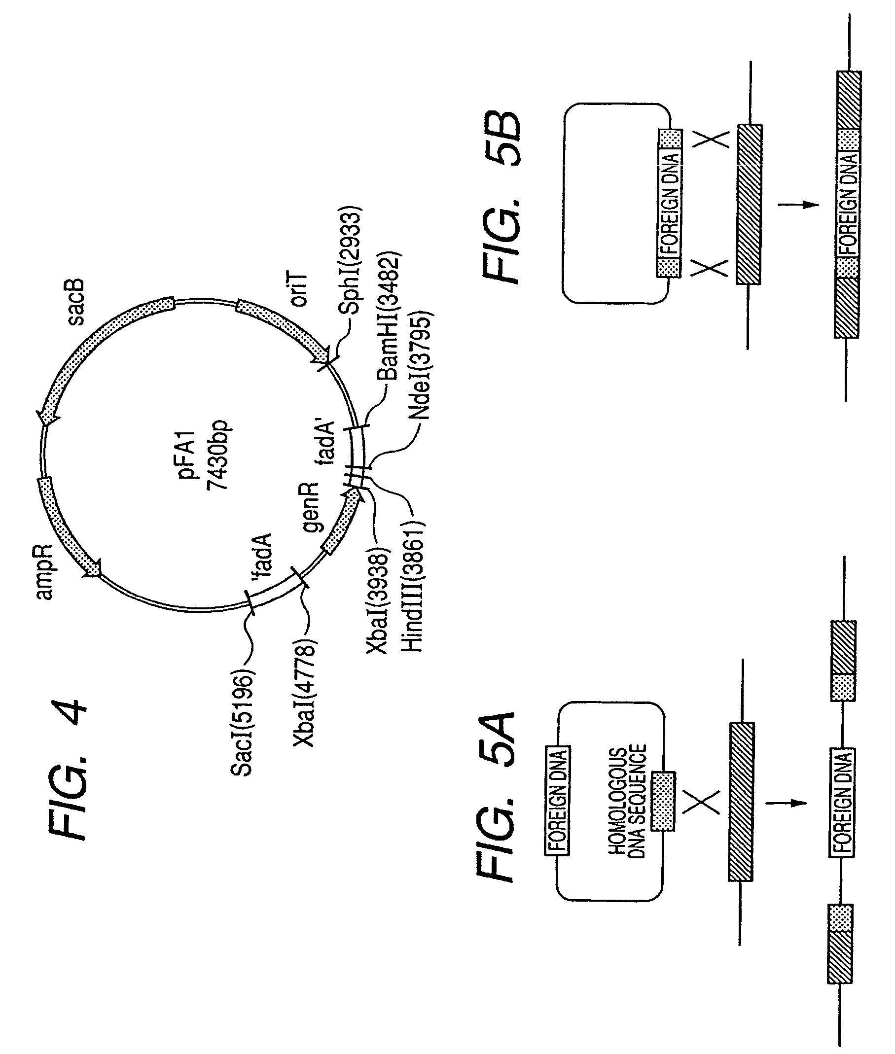 Acetyl-CoA acyltransferase gene disrupted bacterium for producing polyhydroxyalkanoate and method for producing polyhydroxyalkanoate using the same