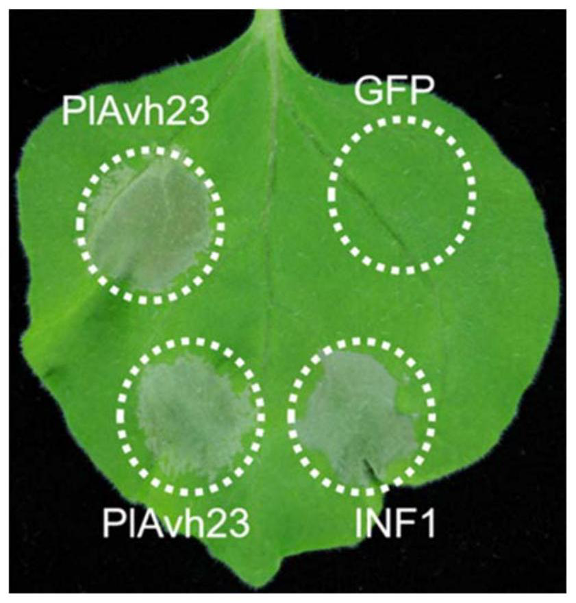 Plant immune activator protein PlAvh23 secreted by peronophythora litchii and application of plant immune activator protein PlAvh23