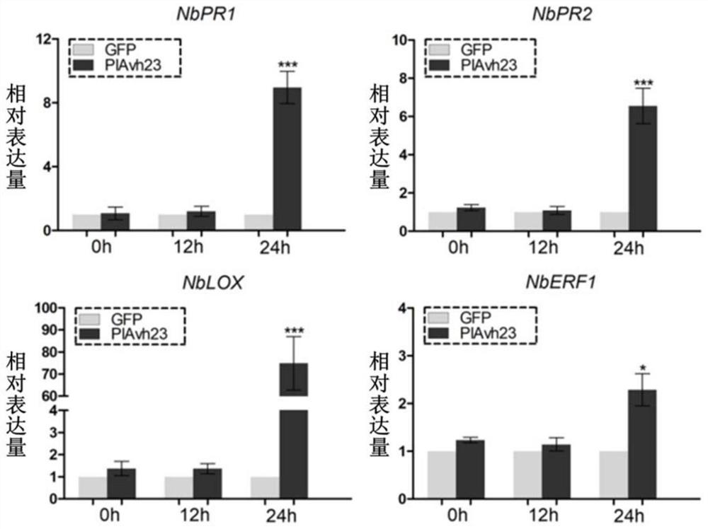 Plant immune activator protein PlAvh23 secreted by peronophythora litchii and application of plant immune activator protein PlAvh23