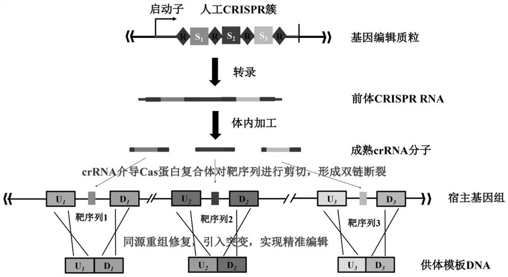 Simultaneous editing of multiple loci based on the endogenous CRISPR-Cas system of Zymomonas mobilis and its application