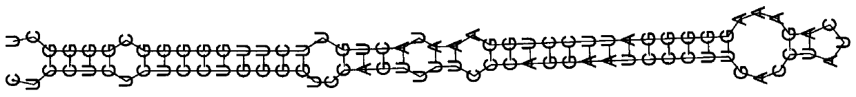 Application of miRNA-sc-miR-145 to LC-PUFA synthesis of fish