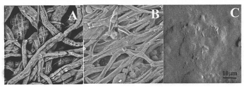 Preparation method of double-layer artificial small-diameter blood vessel with modified inner layer