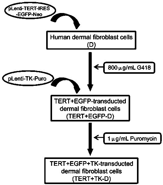 Method for establishing transgenic removable human skin fibroblast feeder cell line