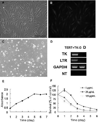 Method for establishing transgenic removable human skin fibroblast feeder cell line