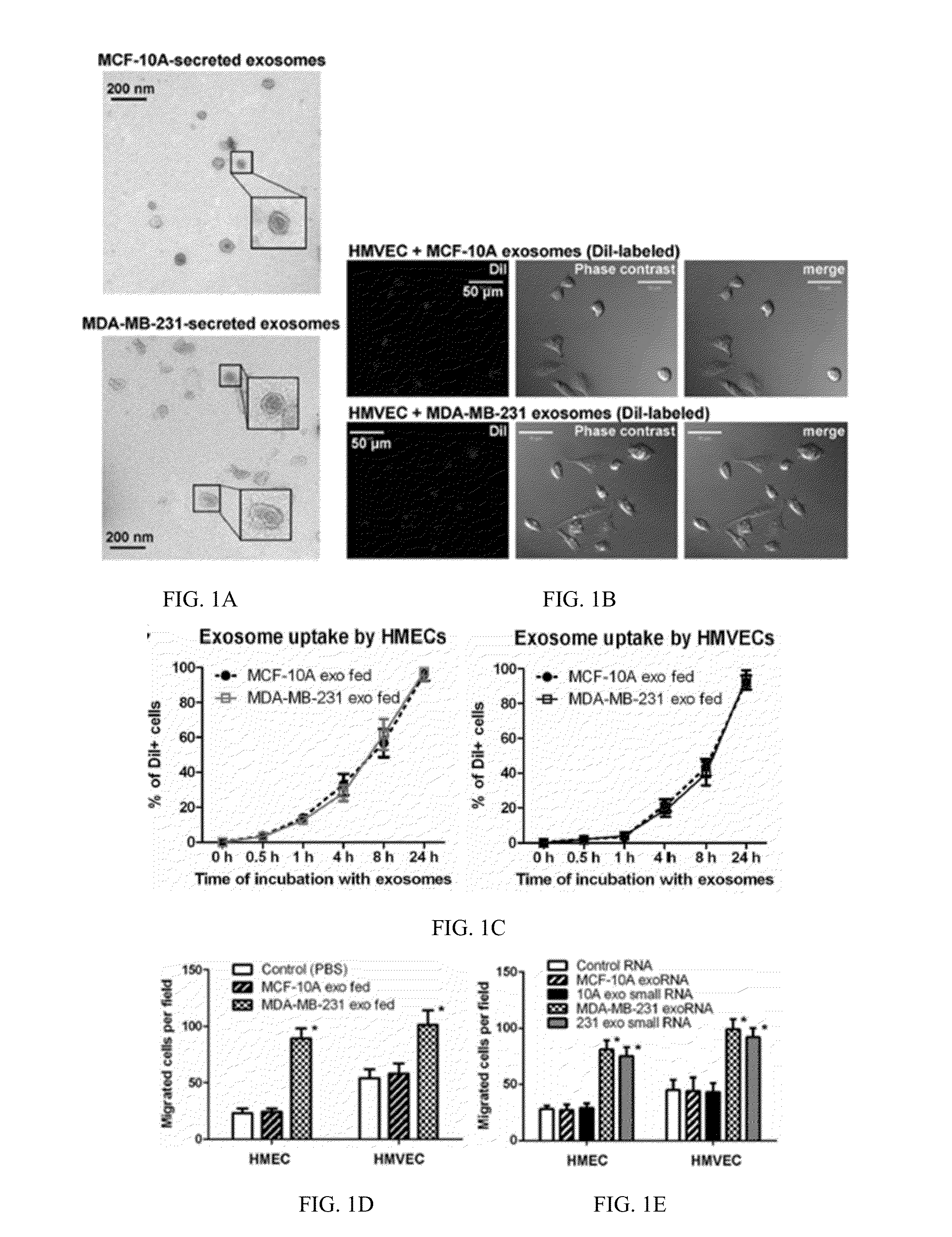 Methods and compositions for treatment of breast cancer