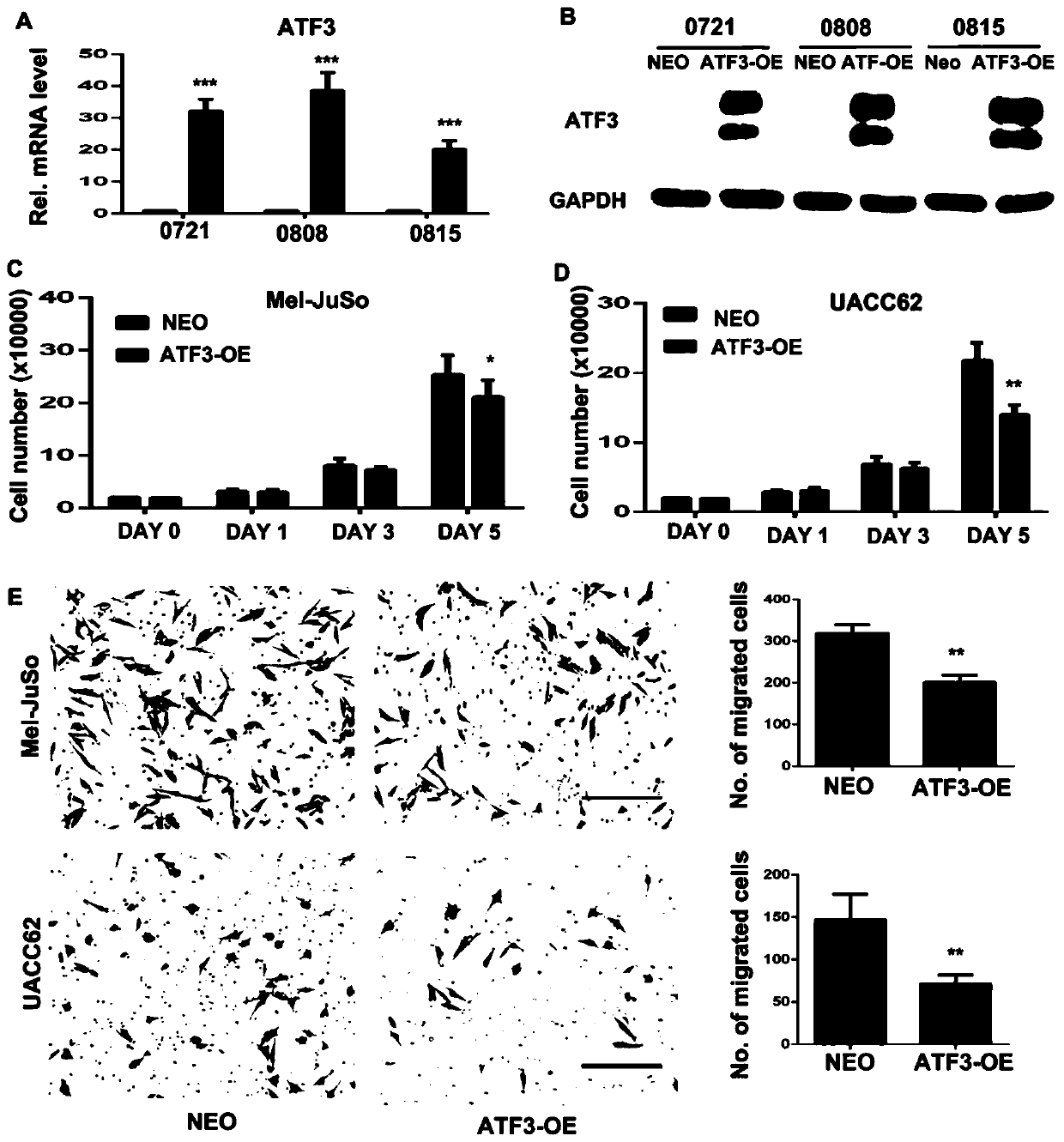 Applications of dermal fibroblasts in treating melanomas