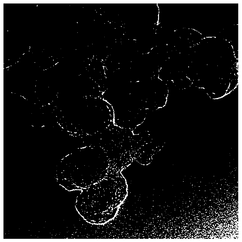 Graphene oxide quantum dot solution and preparation method thereof