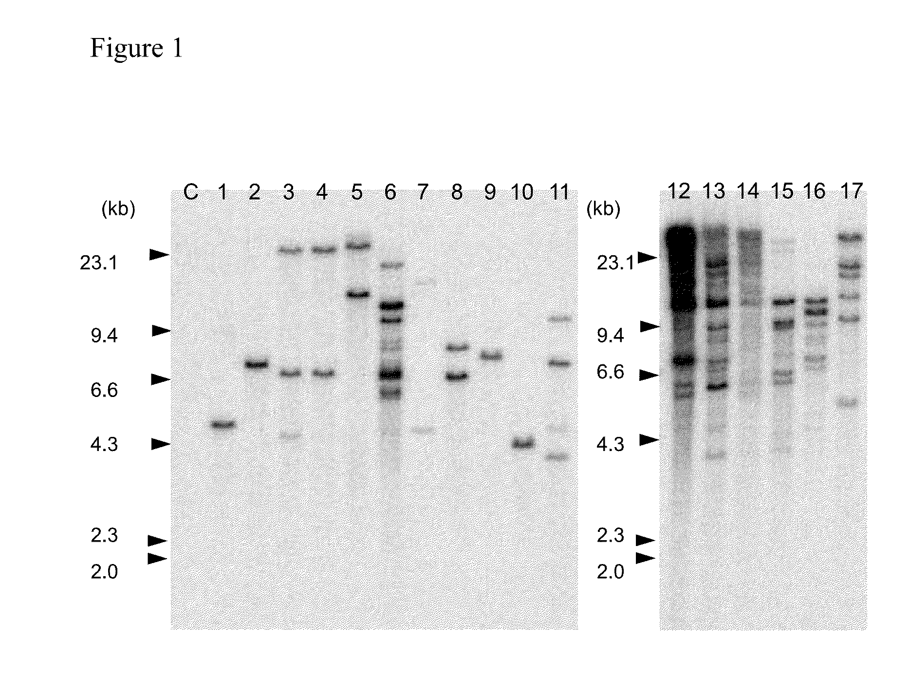 Agrobacterium-mediated method for producing transformed plant