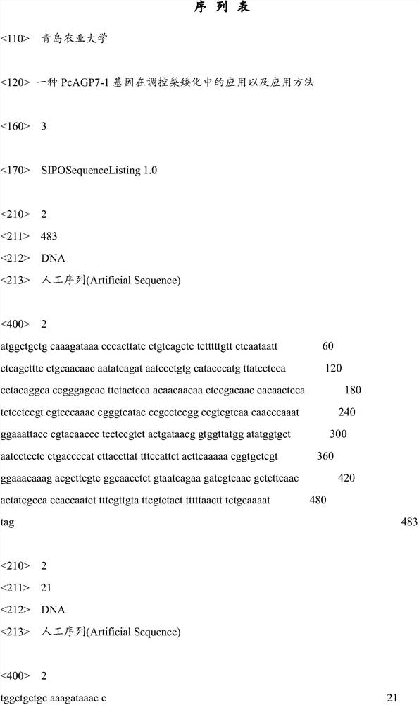 Application and application method of a kind of pcagp7-1 gene in regulating pear dwarfing