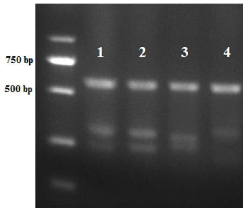 Mouse model for knocking out miRNA-125a based on CRISPR/Cas9 technology and construction method