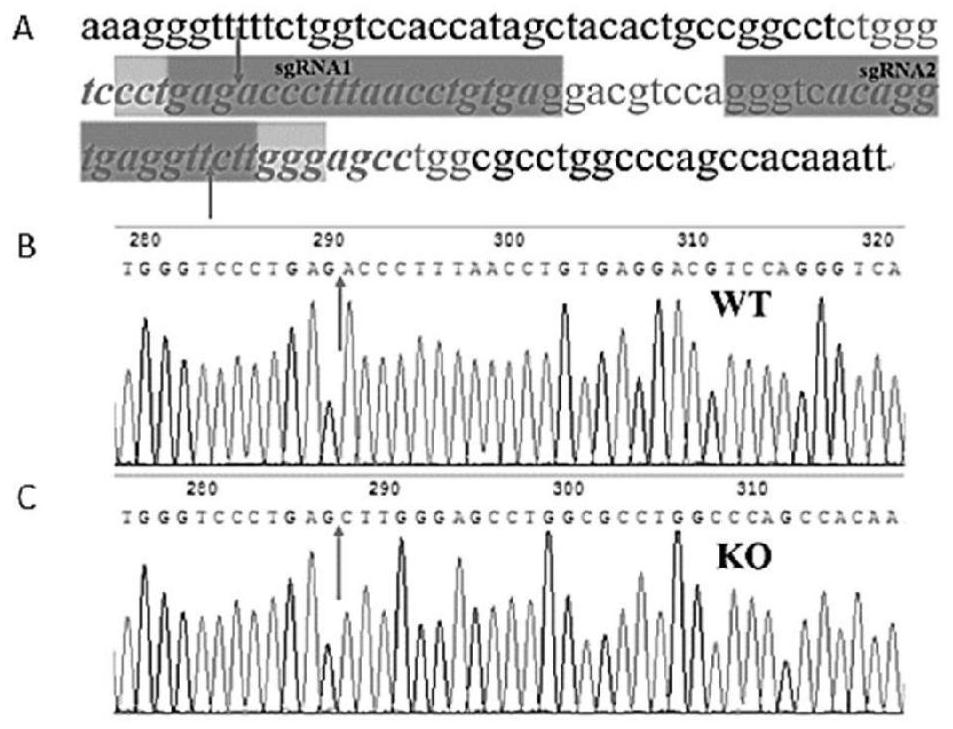 Mouse model for knocking out miRNA-125a based on CRISPR/Cas9 technology and construction method