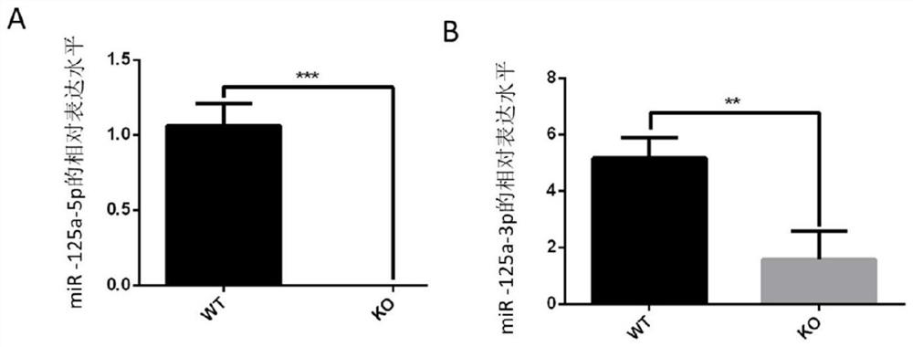 Mouse model for knocking out miRNA-125a based on CRISPR/Cas9 technology and construction method