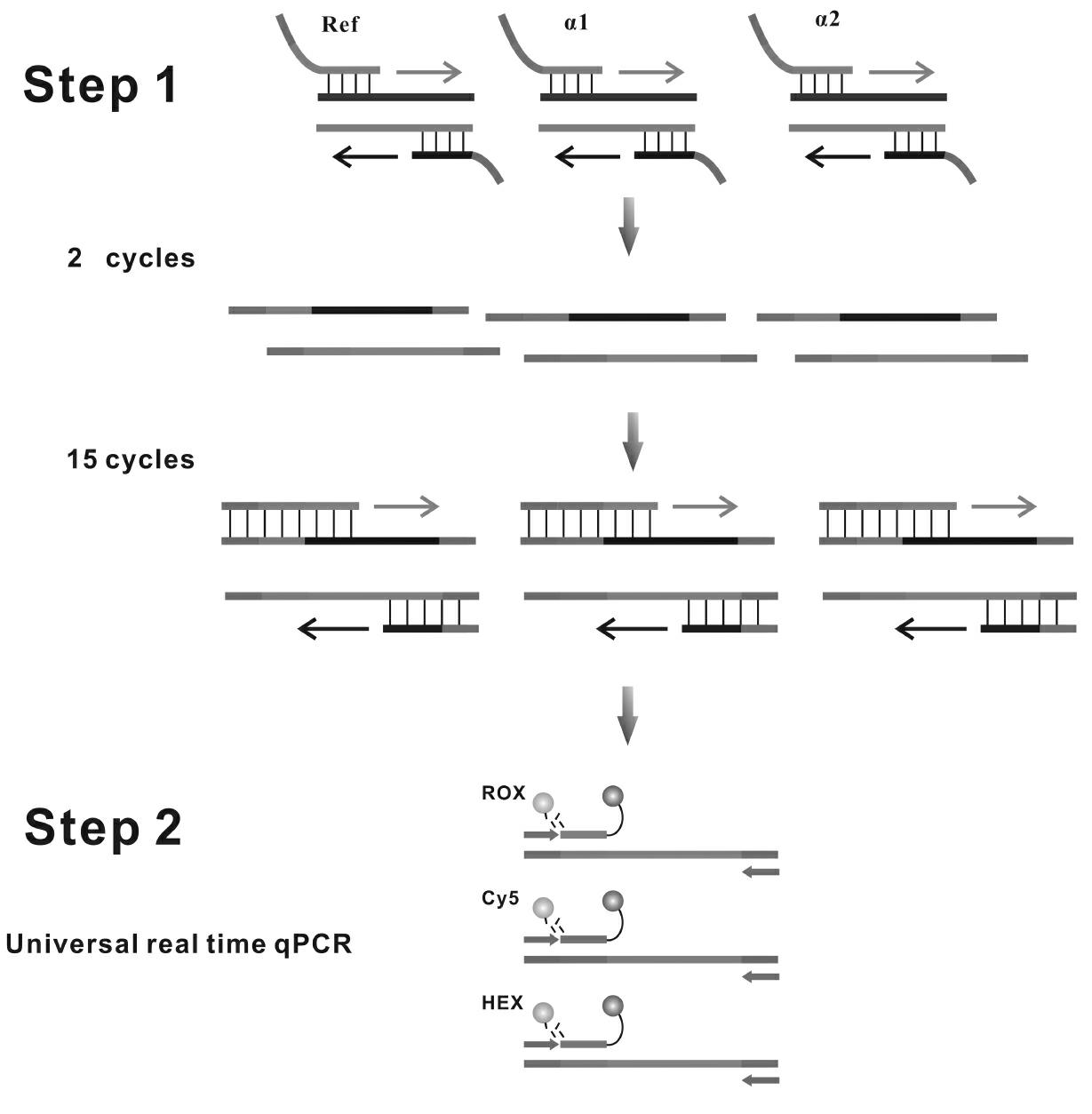 Method for rapidly detecting copy number variation of alpha-globin gene cluster