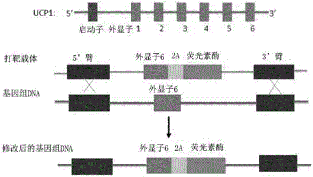 Non-human mammal model with input UCP1-1cuiferase (uncoupling protein 1-1cuiferase) gene as well as construction method and application thereof