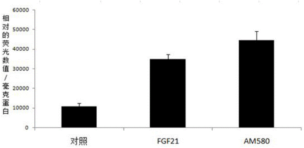 Non-human mammal model with input UCP1-1cuiferase (uncoupling protein 1-1cuiferase) gene as well as construction method and application thereof