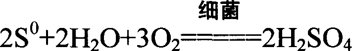 Method of leaching copper in copper containing pyrite using bacteria