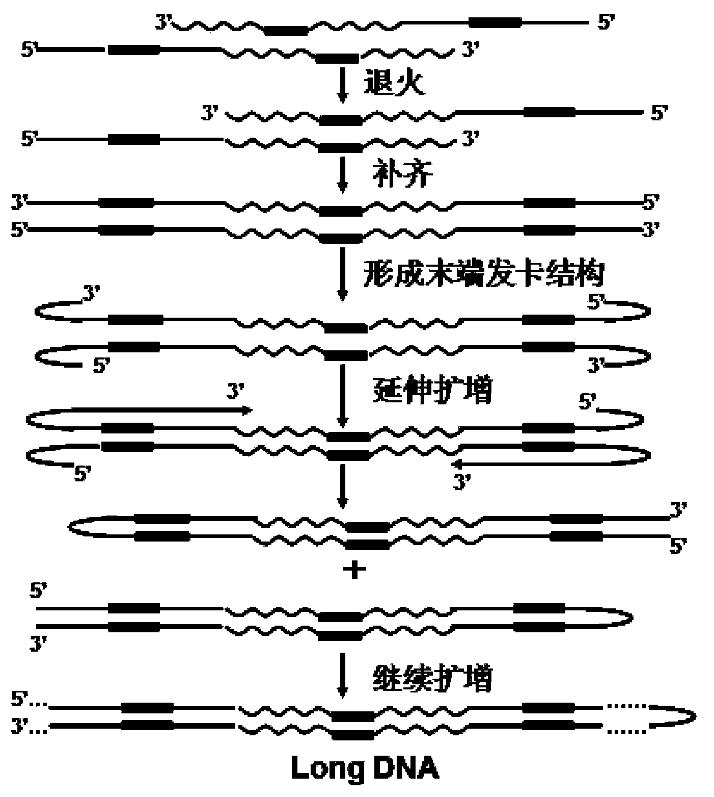 Molecular internal standard substance for identifying authenticity of objects and application of molecular internal standard substance