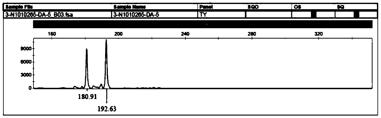 Quercus mongolica Fisch.ex Ledeb SSR molecular marker and corresponding primer and application thereof