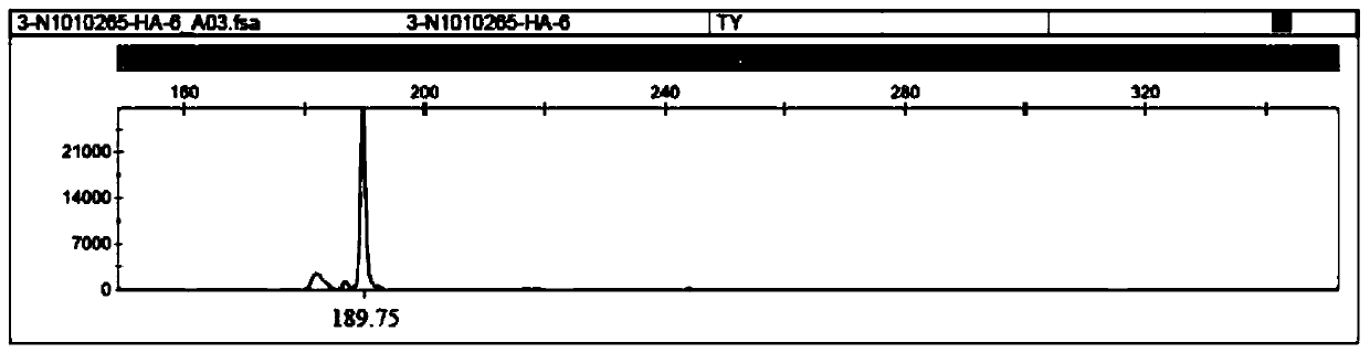 Quercus mongolica Fisch.ex Ledeb SSR molecular marker and corresponding primer and application thereof