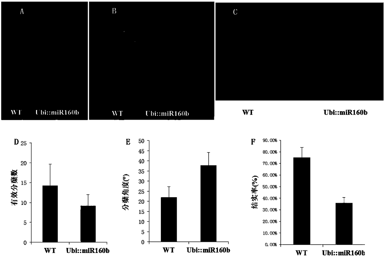 Application of rice mir160b gene in regulation of tiller angle