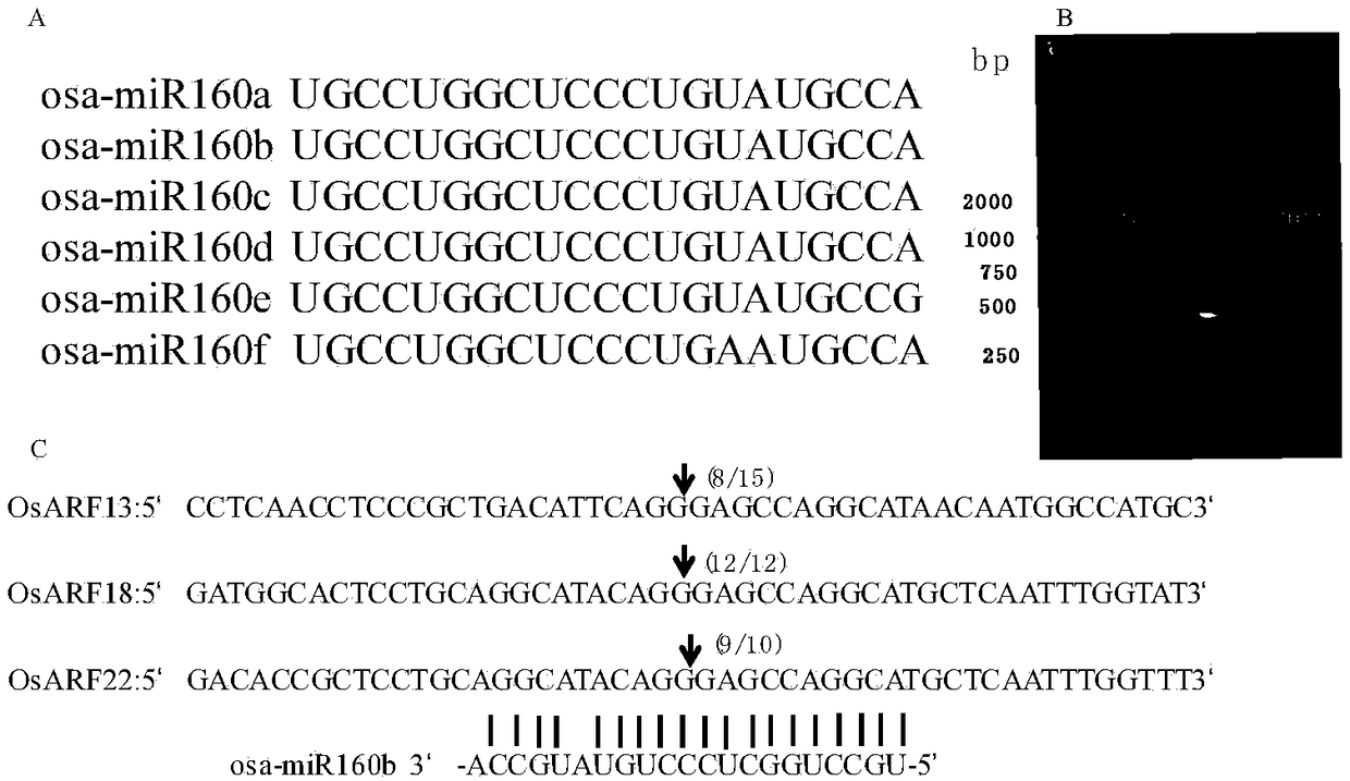 Application of rice mir160b gene in regulation of tiller angle