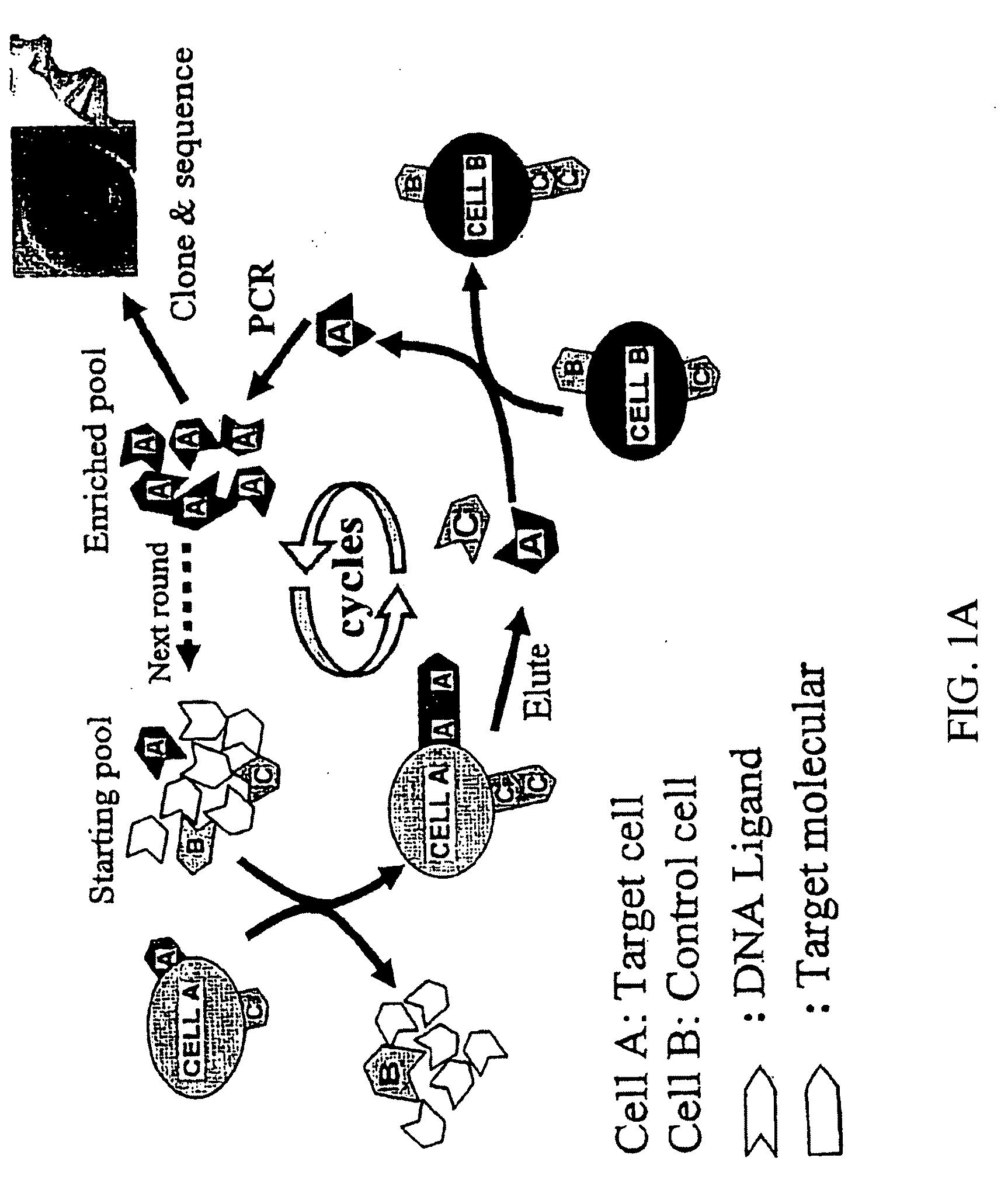 Methods for the production of highly sensitive and specific cell surface probes