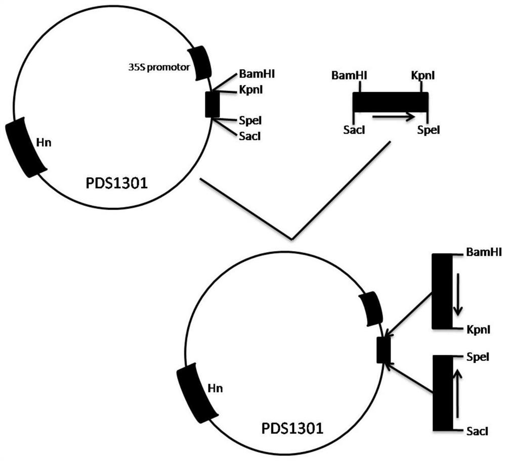 Application of osgbp3 gene in regulating rice plant height, grain shape and thousand-grain weight