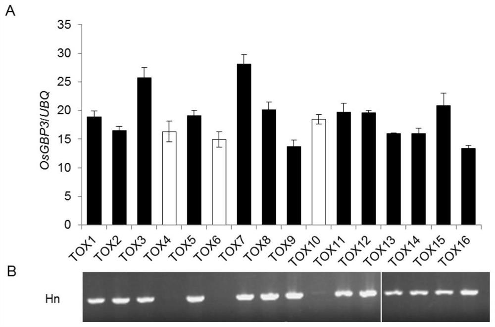 Application of osgbp3 gene in regulating rice plant height, grain shape and thousand-grain weight