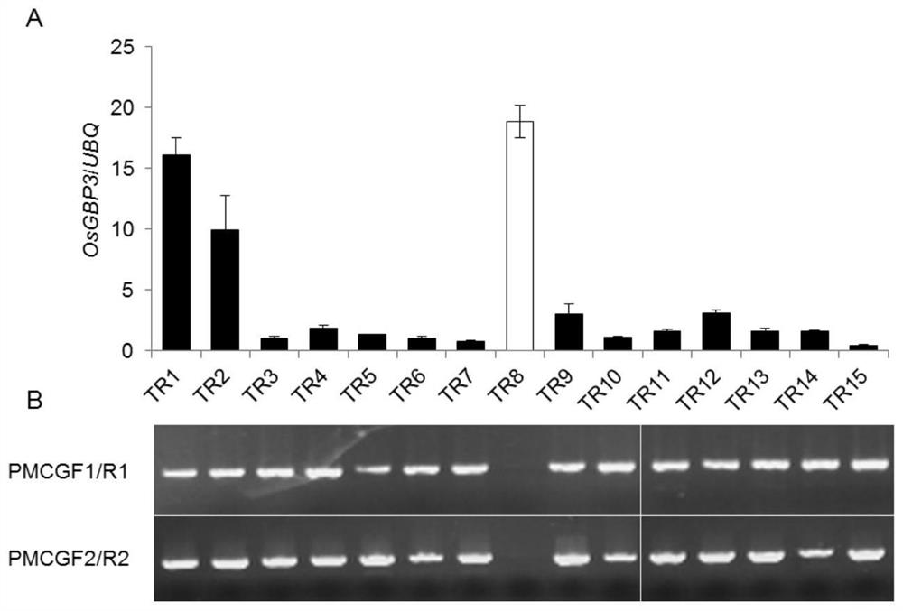 Application of osgbp3 gene in regulating rice plant height, grain shape and thousand-grain weight