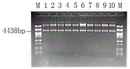 Preparation and detection method of pseudomonas aeruginosa algC gene clonal strains
