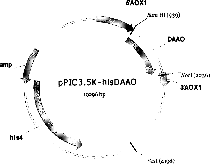 Process of preparing D-amino acid oxydase