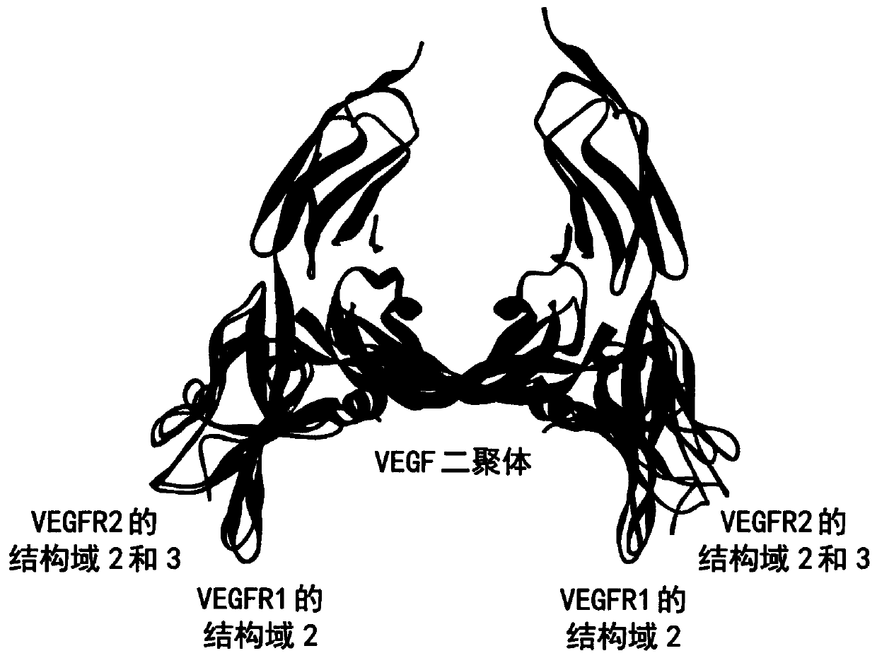 Method for improving VEGF-receptor blocking selectivity of an anti-VEGF antibody