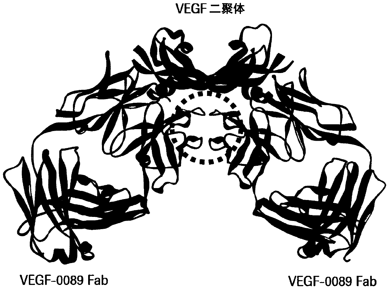 Method for improving VEGF-receptor blocking selectivity of an anti-VEGF antibody