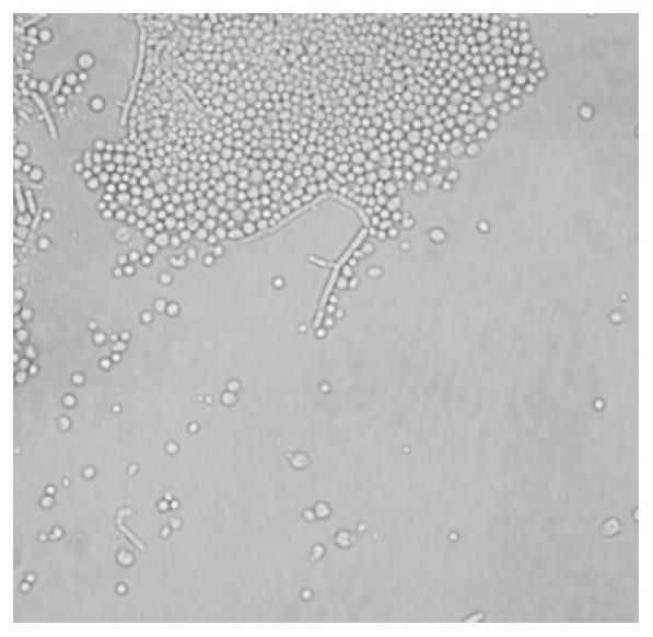 Root-knot nematode biocontrol fungus acremonium implicatum protoplast preparation and regeneration method