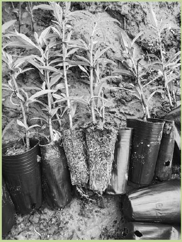 Vegetative propagation method of GF677 peach rootstocks