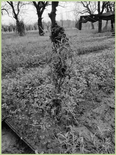 Vegetative propagation method of GF677 peach rootstocks