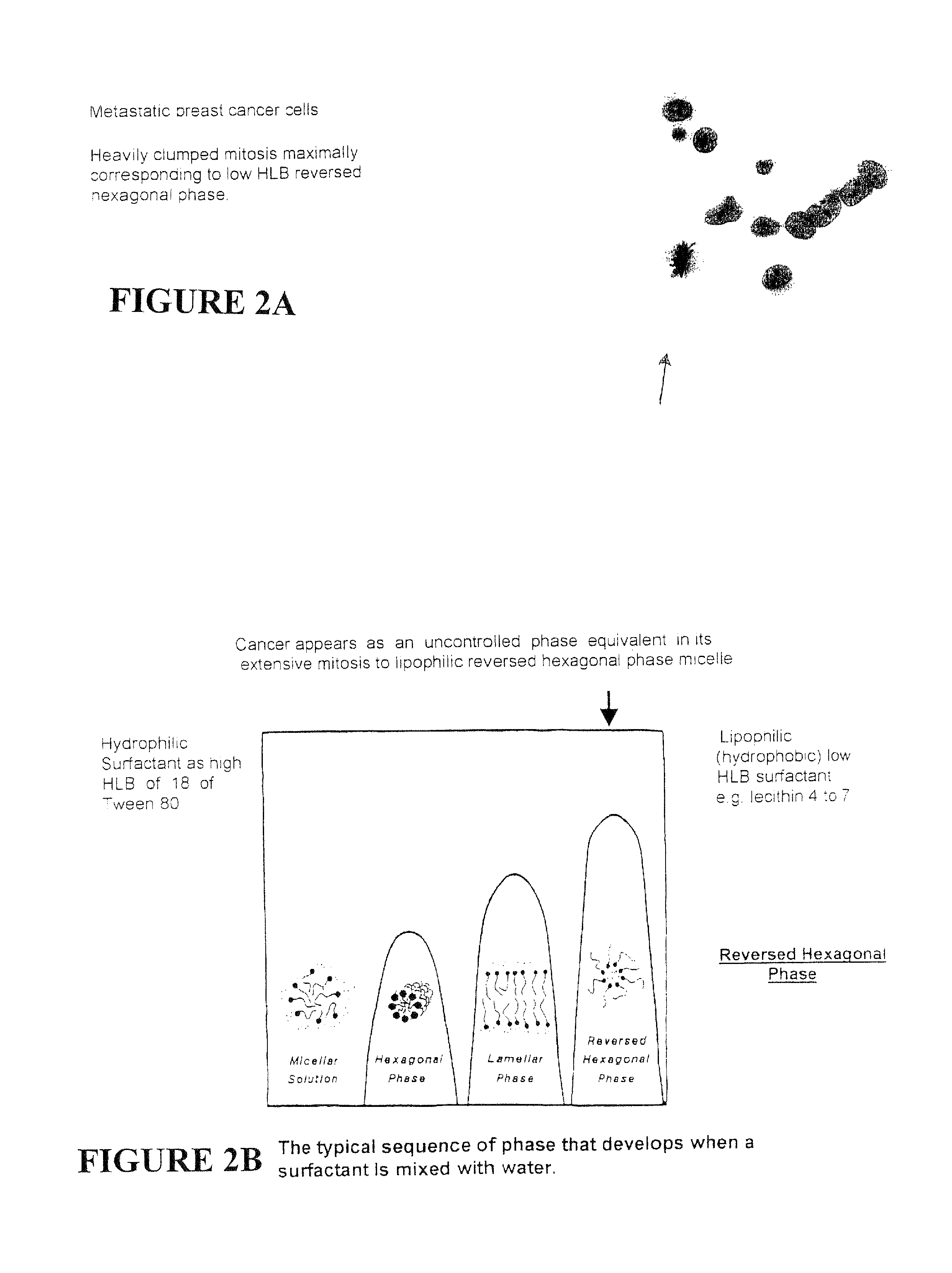 Pluripotent therapeutic compositions and uses thereof