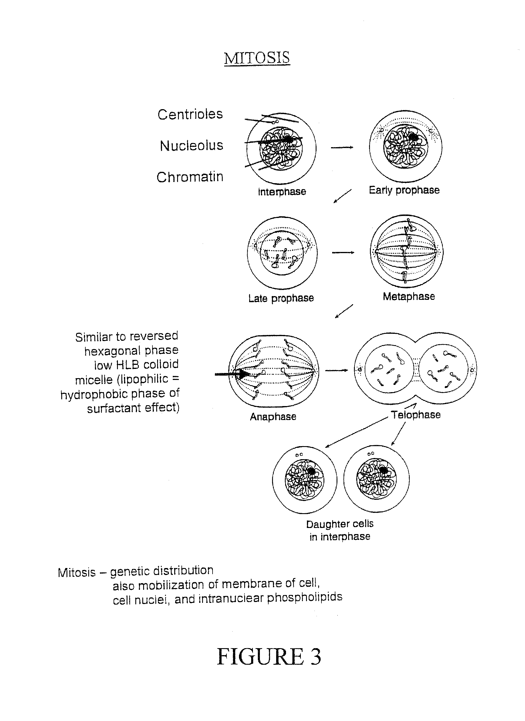 Pluripotent therapeutic compositions and uses thereof