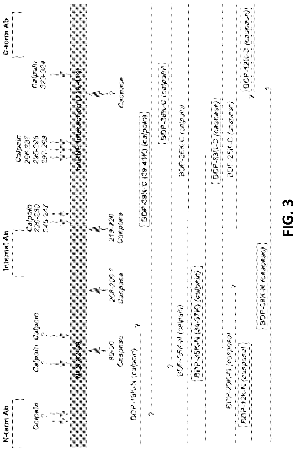 Protein biomarkers for acute, subacute and chronic traumatic injuries of the central nervous system