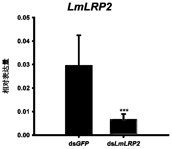Low-density lipoprotein receptor related gene 2 LmLRP2 of migratory locust and application of dsRNA of gene in prevention and control of migratory locust